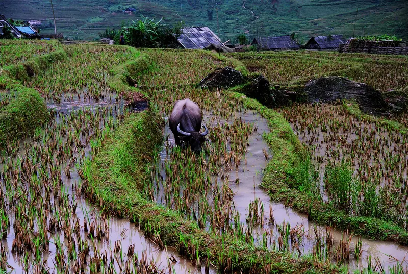 Buffalo & Village Life