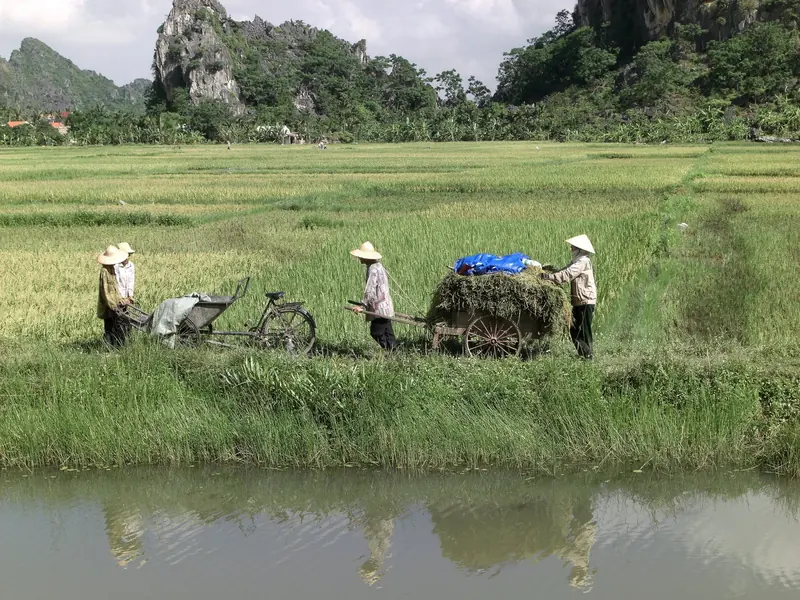 Catch Fish in the Rice Field