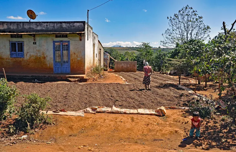 Finca de café en el altiplano