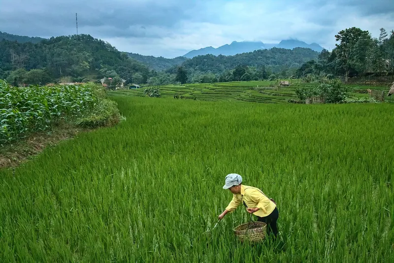 Rice Farming