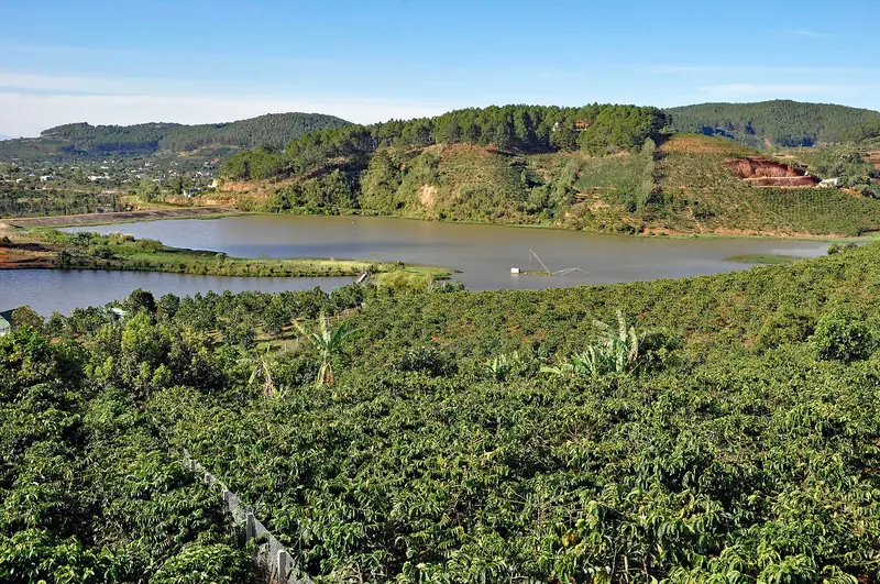 Experiencia en una finca de café