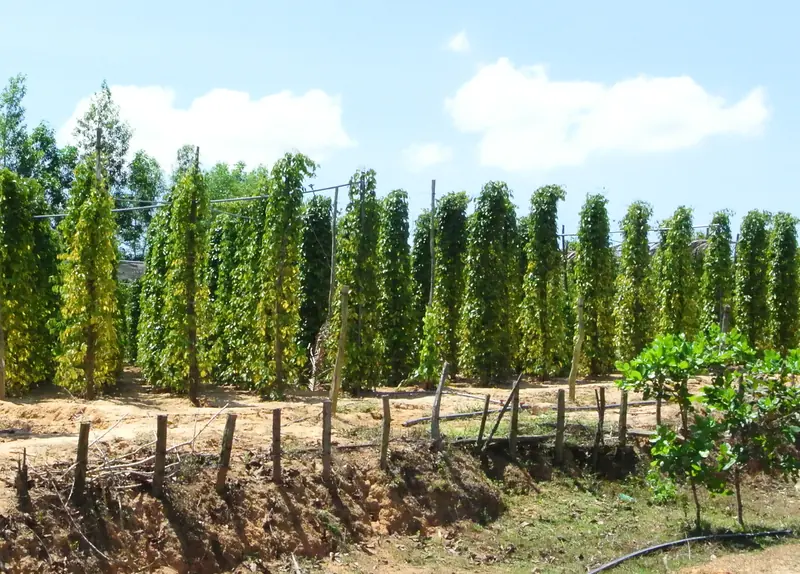 프라이빗 차량 섬 일주
